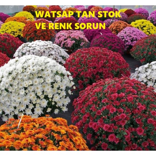 PAKIMPATI-SAKSI-ÇİÇEĞİ-?-WHATSAPDAN-SORUNUZ