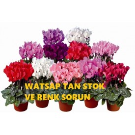 SIKLAMEN-SAKSI-ÇİÇEĞİ