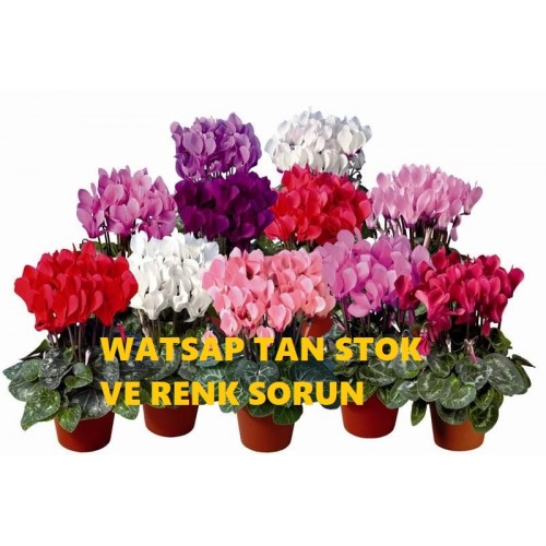 SIKLAMEN-SAKSI-ÇİÇEĞİ